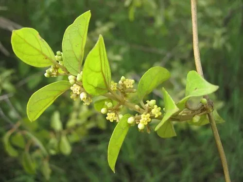Unlocking the Anti-Diabetic Potential of Gymnema sylvestre, Trigonella foenum-graecum, and Their Combination in Type 2 Diabetes